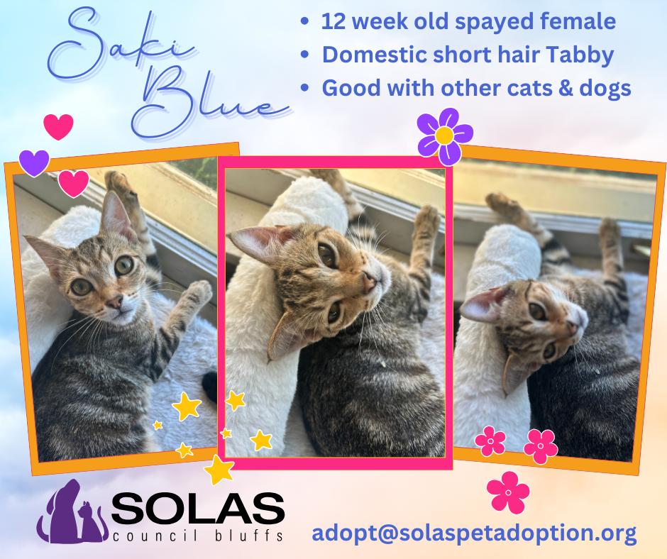 Saki Blue  --  (ab)