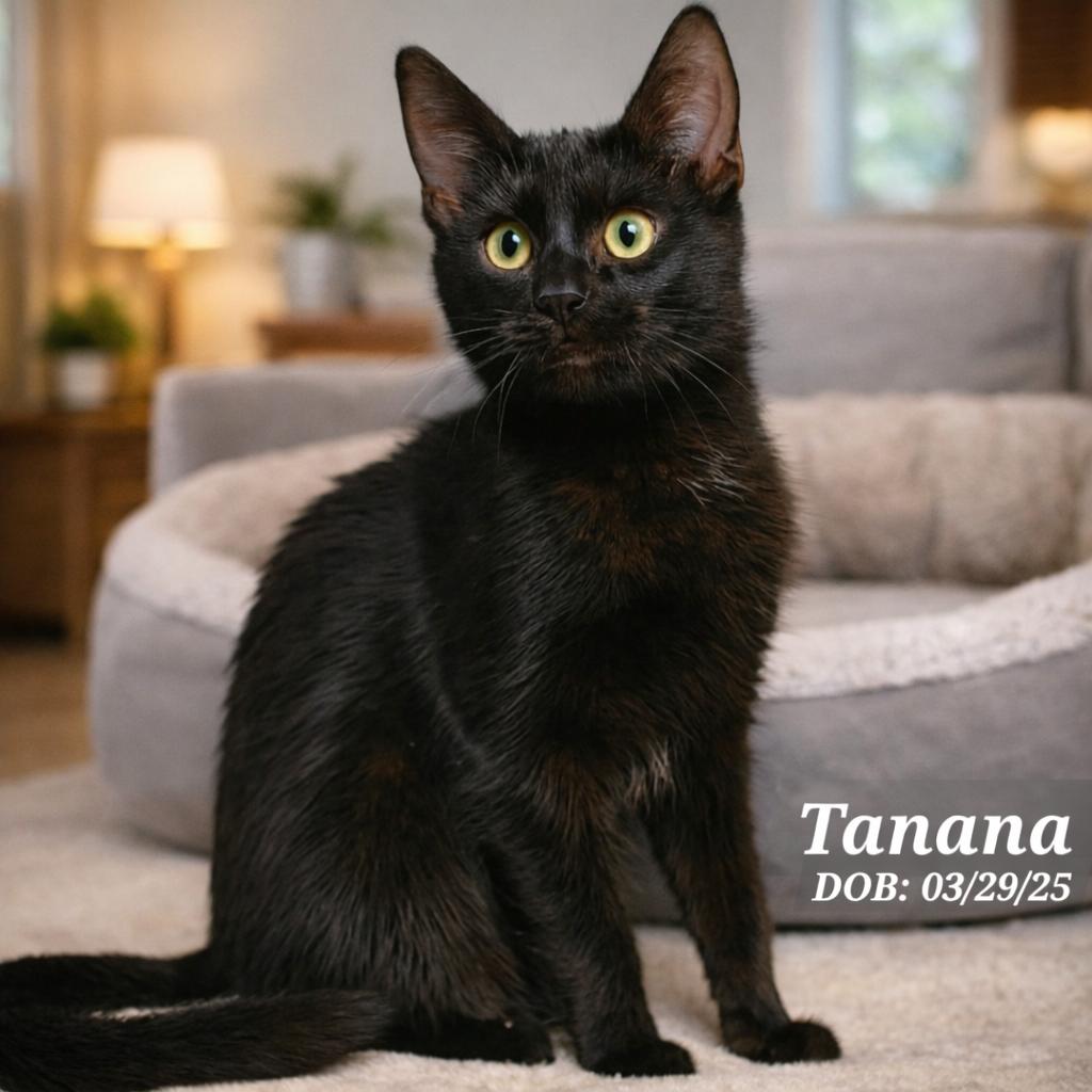 Enlarge Tanana, an adopted Domestic Short Hair in Quincy, OH image 1/1