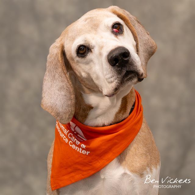 Enlarge BLAZE, a Adoptable mixed breed in Albuquerque, NM image 1/1