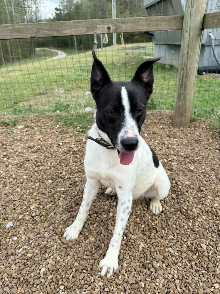 SNOOPY, Adoptable, Adult Male Australian Cattle Dog / Blue Heeler & Mixed Breed.