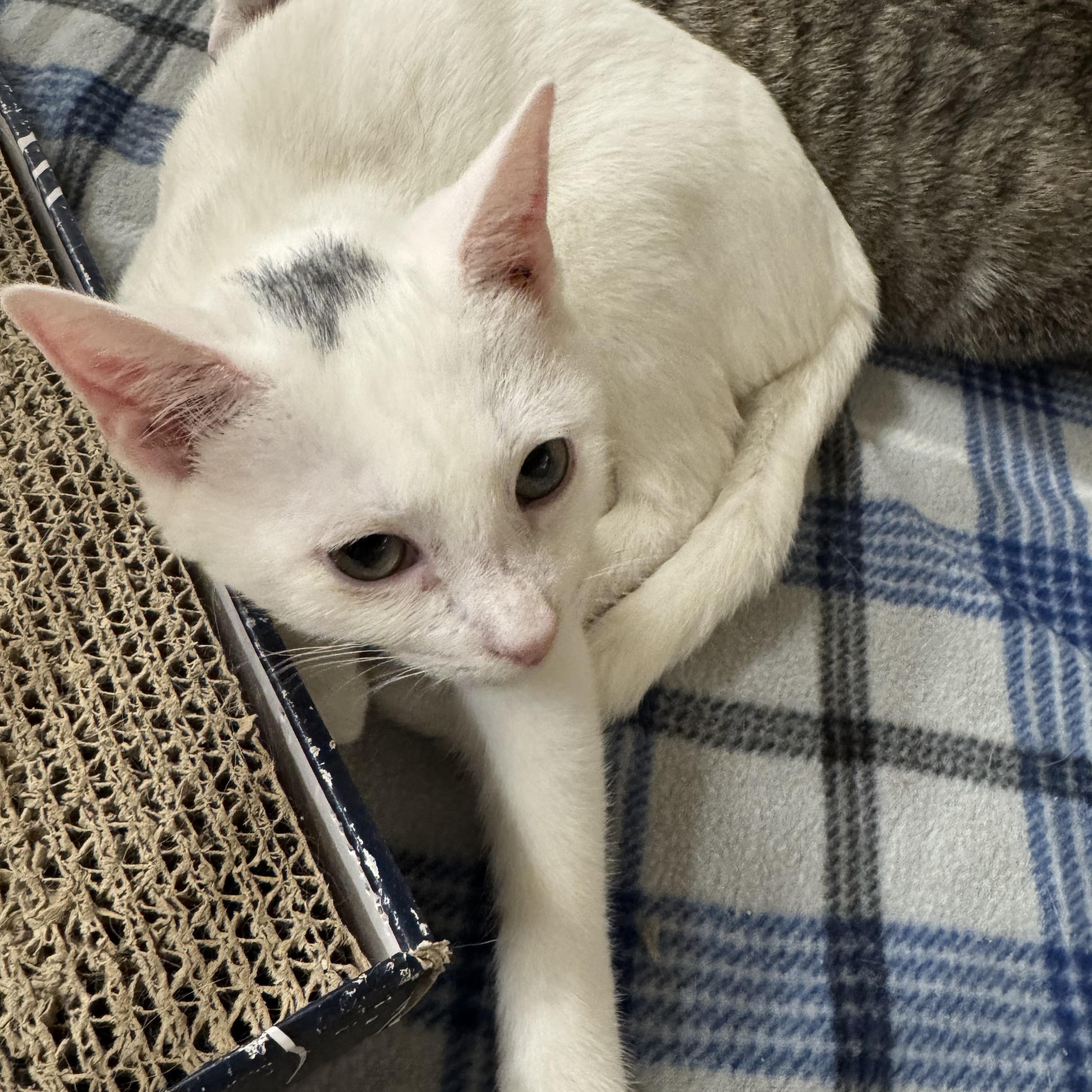 Cumulus, a Adoptable Domestic Short Hair in Gerrardstown, WV image 4/4