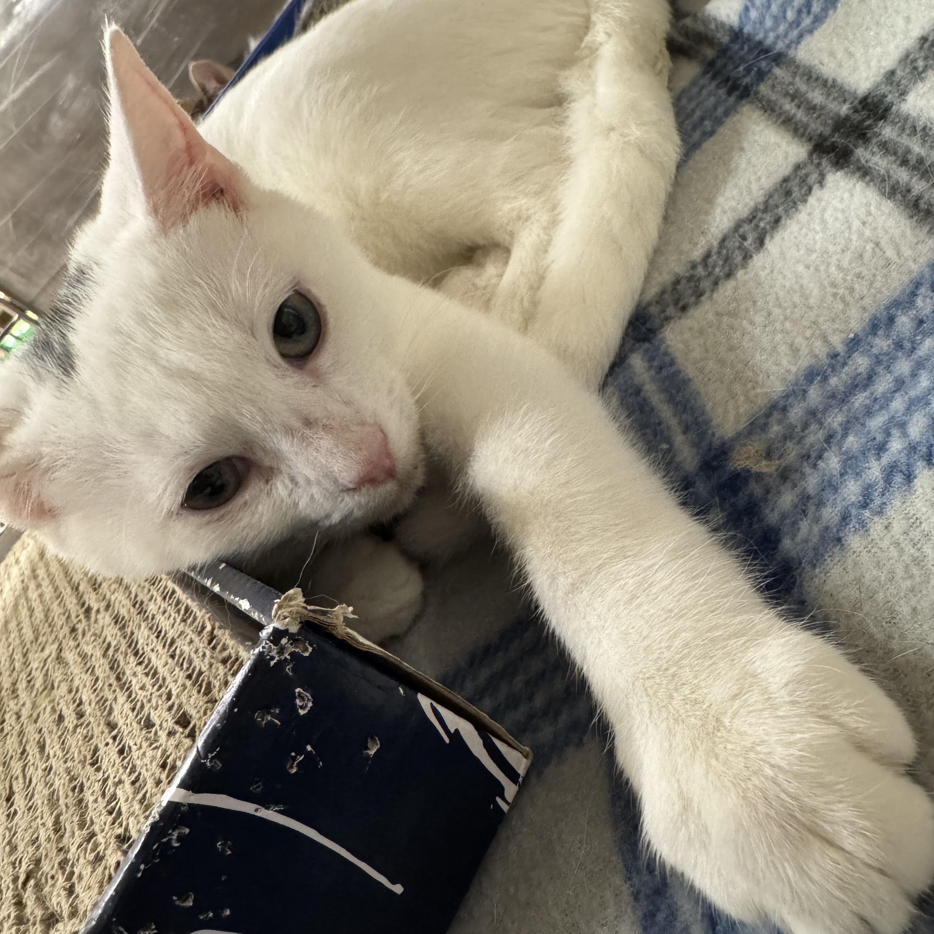 Cumulus, Adoptable, Kitten Male Domestic Short Hair.