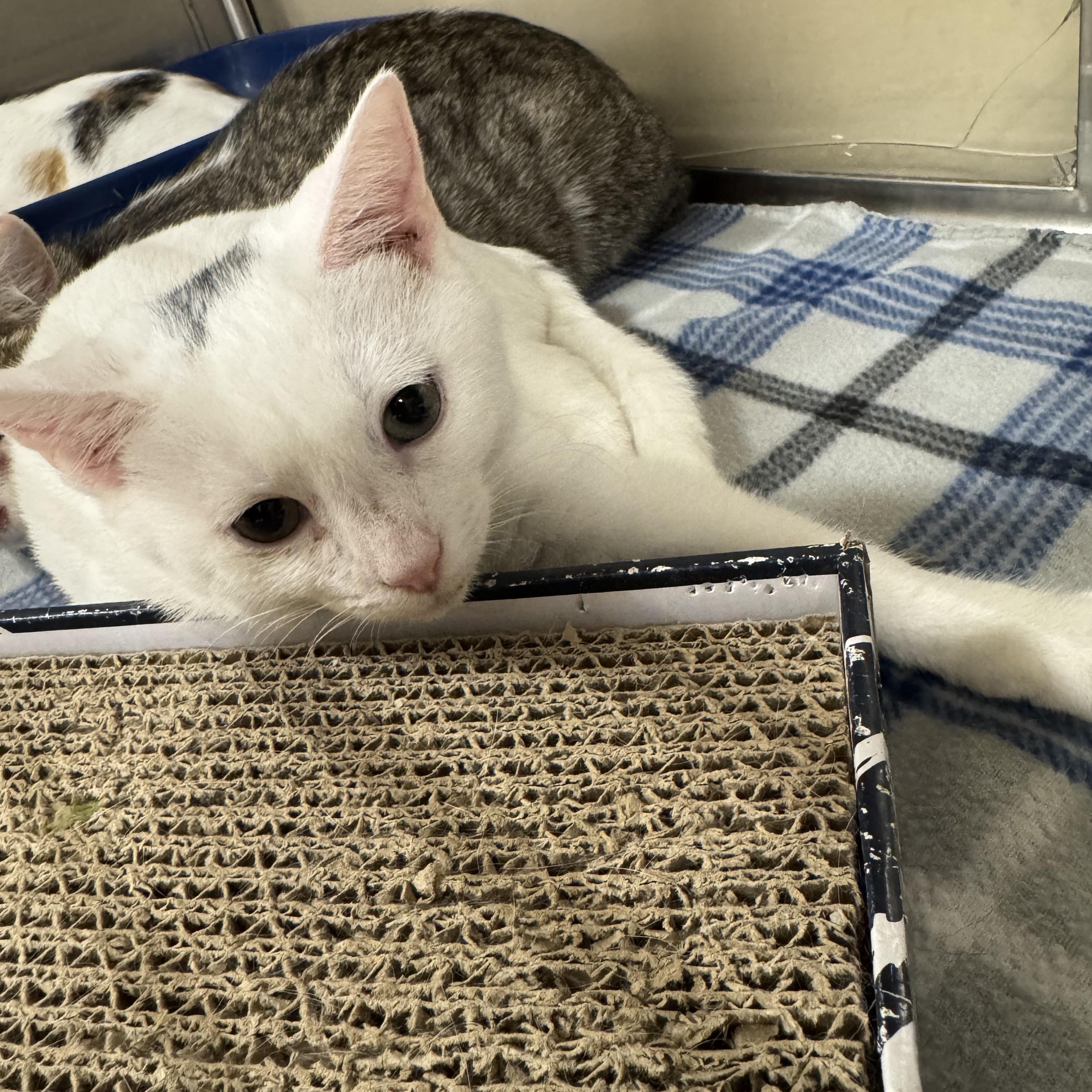 Cumulus, a Adoptable Domestic Short Hair in Gerrardstown, WV image 2/4