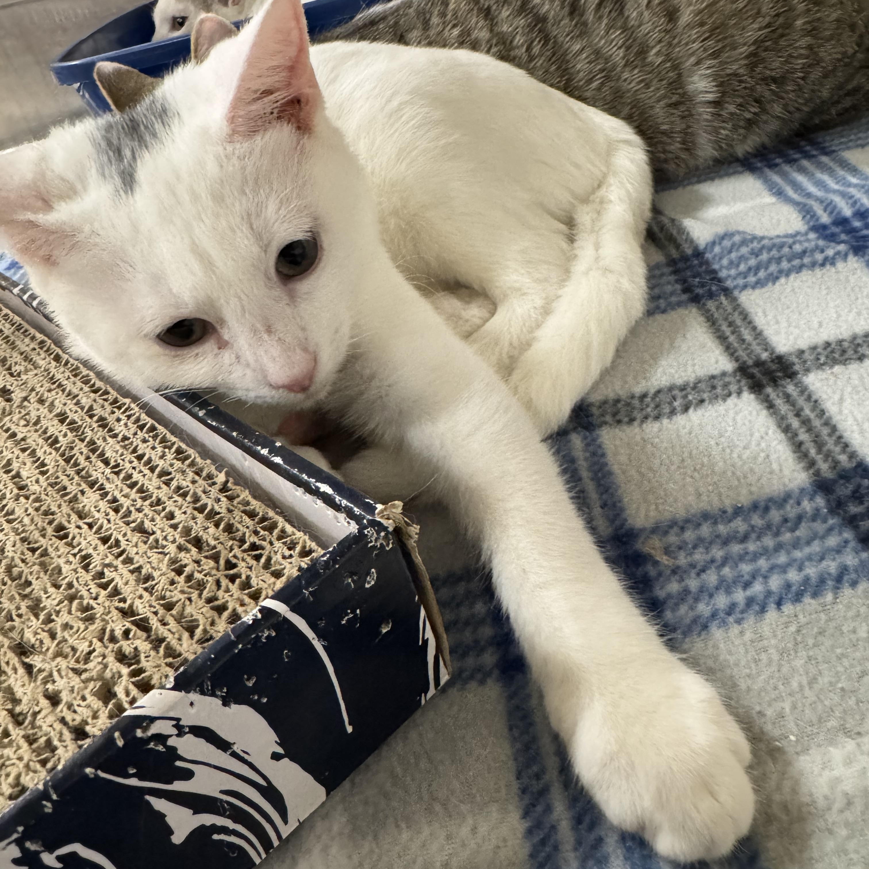 Cumulus, a Adoptable Domestic Short Hair in Gerrardstown, WV image 3/4