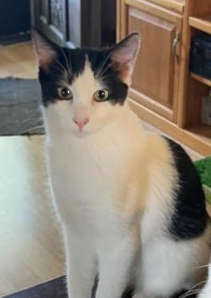 Daisy, Adoptable, Kitten Female Domestic Short Hair.