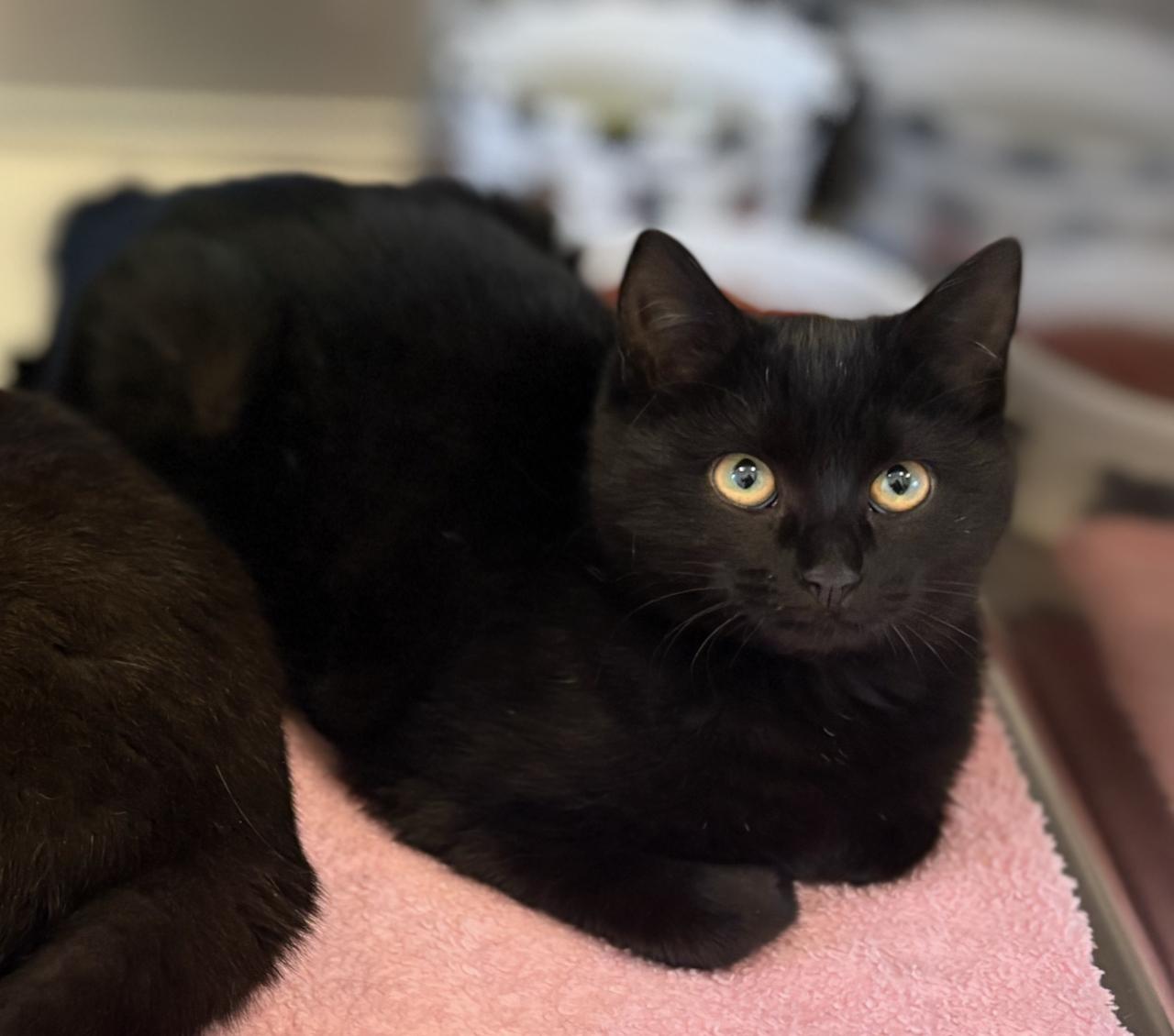 Fayette, adoptable, Kitten Female Domestic Medium Hair.