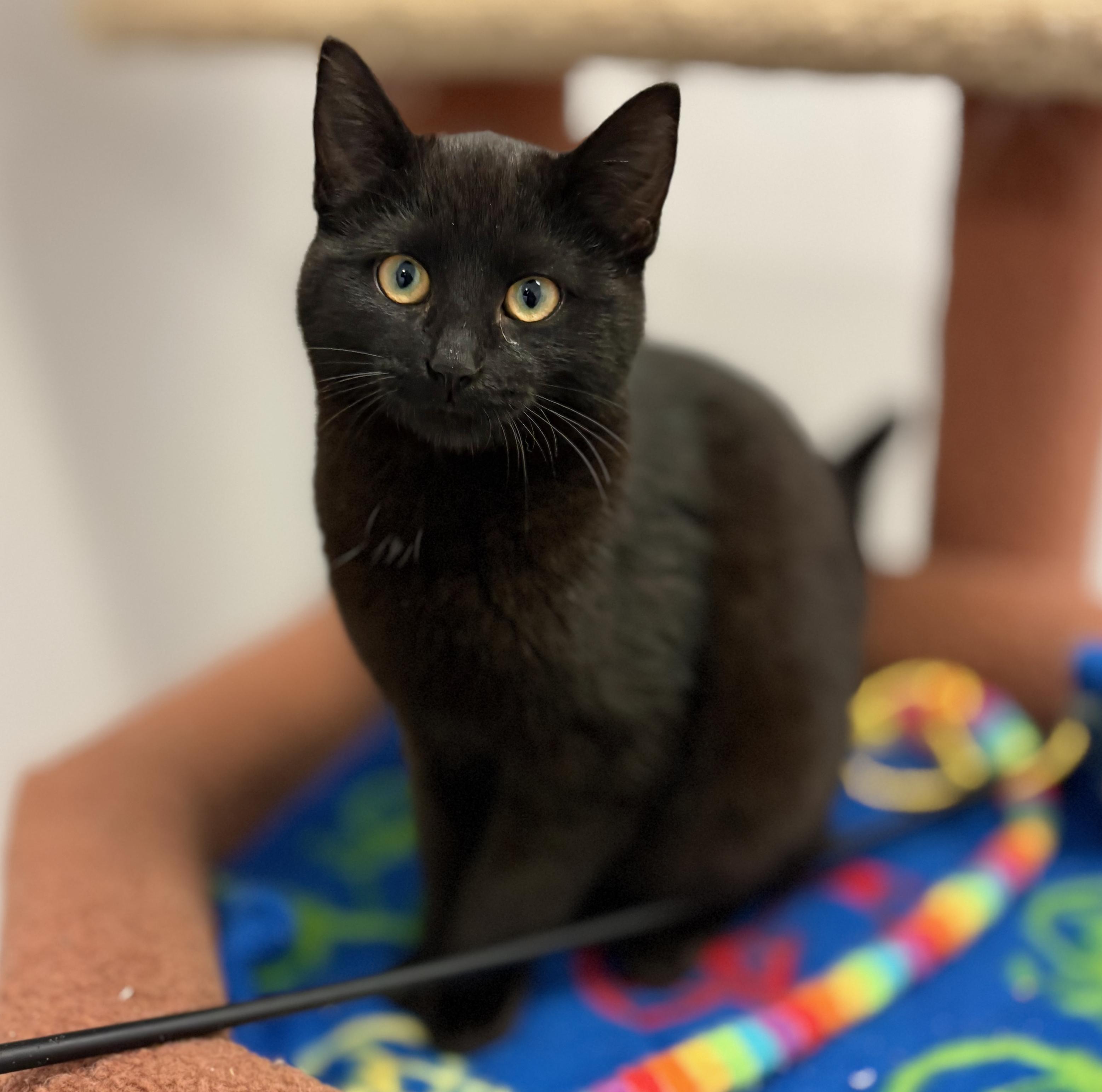 Fayette, adoptable, Kitten Female Domestic Medium Hair.