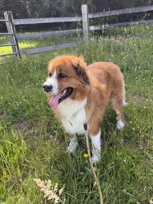 Kia, Adoptable, Adult Female Saint Bernard & Bernese Mountain Dog.