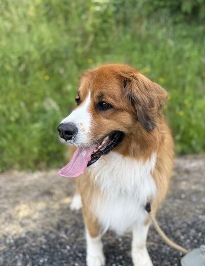 Kia, a Adoptable mixed breed in Burlington, WA image 3/3