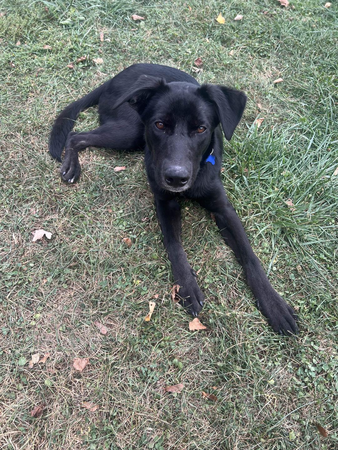 Leo, a Adoptable mixed breed in Eaton Rapids, MI image 5/6