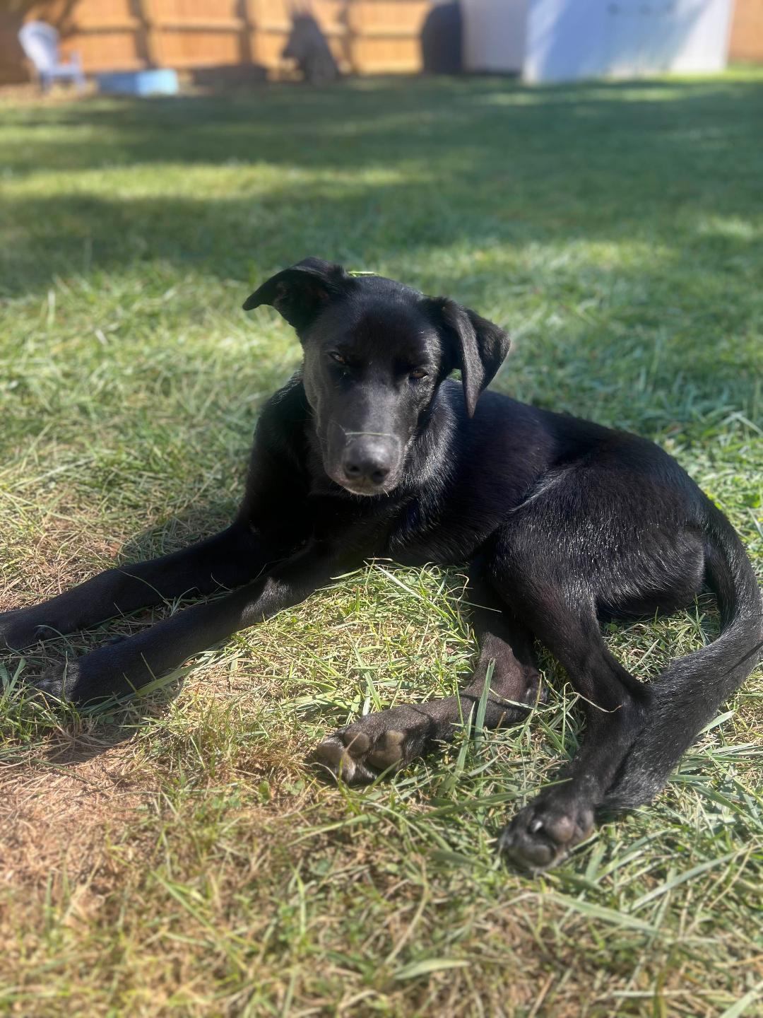 Leo, a Adoptable mixed breed in Eaton Rapids, MI image 6/6