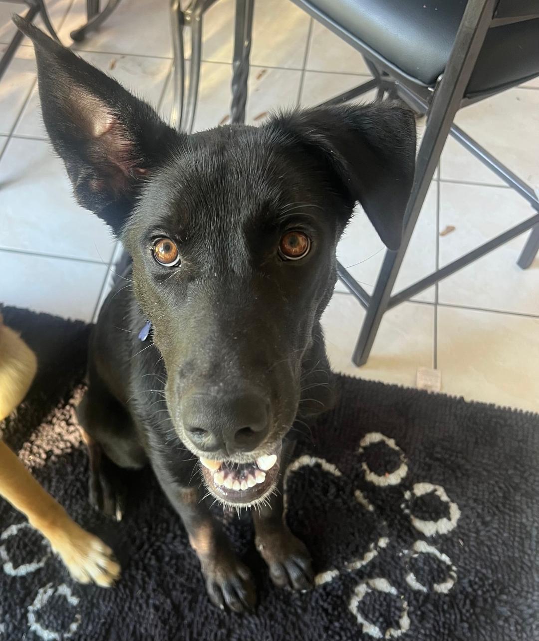 Leo, Adoptable, Puppy Male Labrador Retriever.