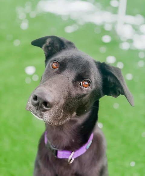 Leo, a Adoptable mixed breed in Eaton Rapids, MI image 2/6