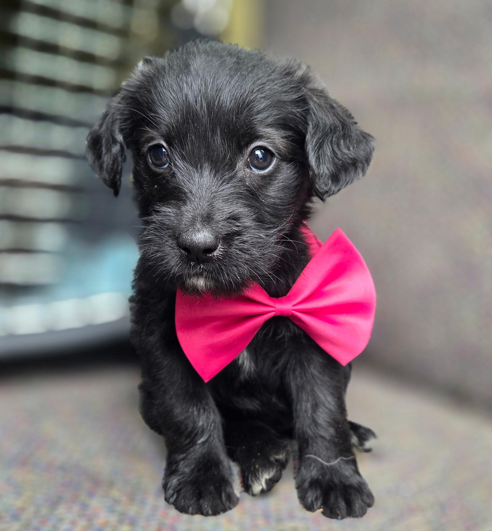 Enlarge Star , an adopted mixed breed in Gilbert, SC image 5/6