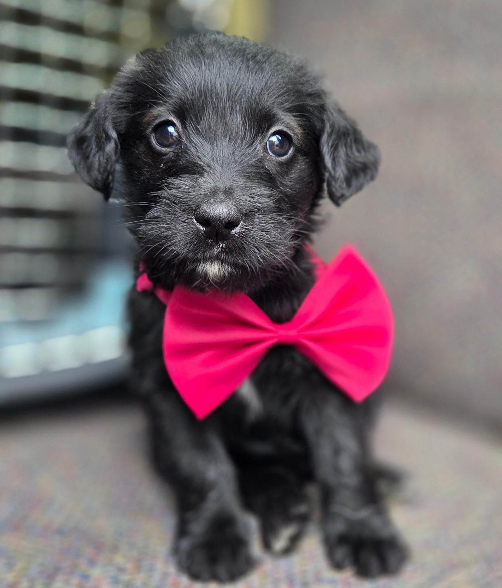 Star , adopted, Puppy Female Labradoodle & Mixed Breed.