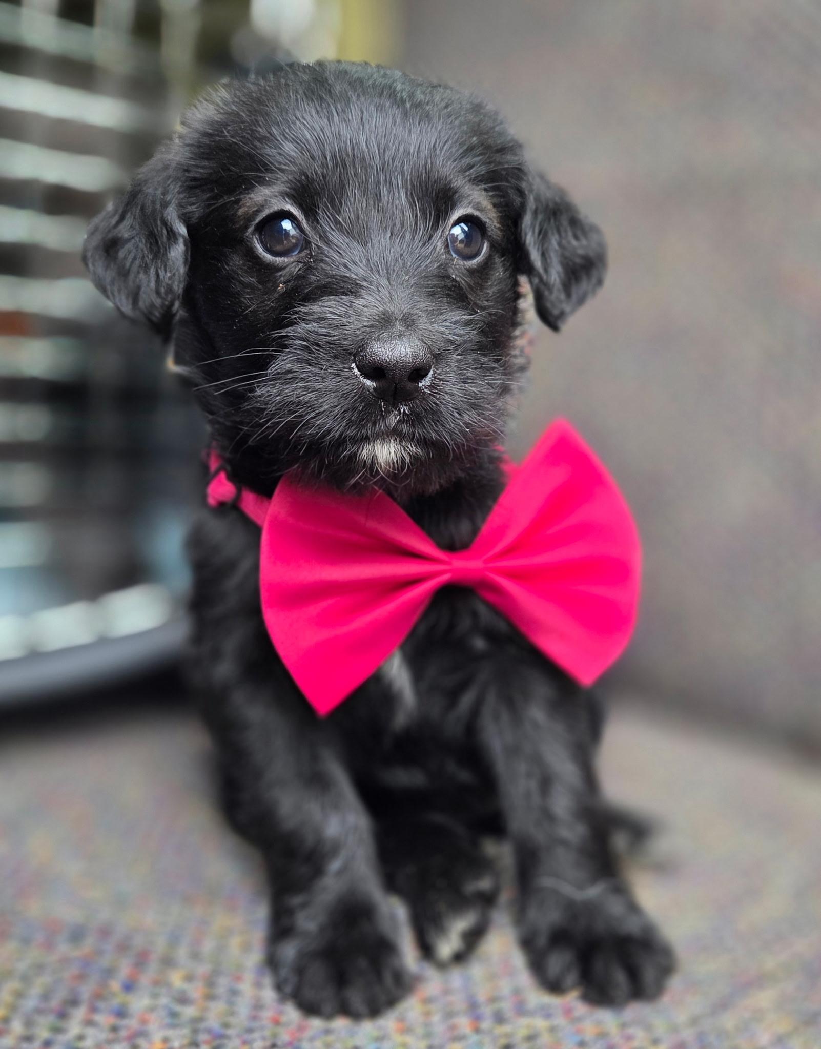 Enlarge Star , an adopted mixed breed in Gilbert, SC image 6/6