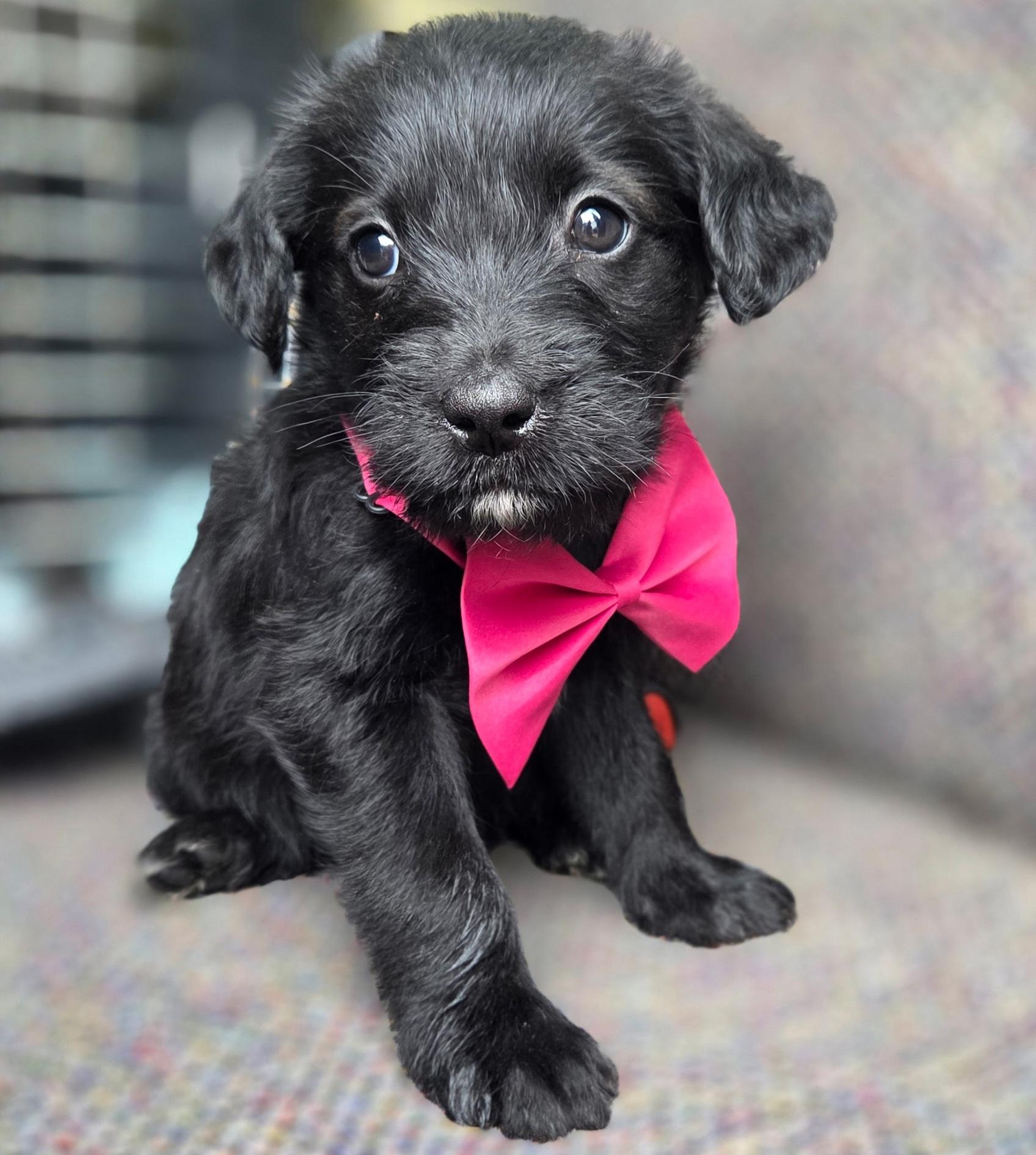 Enlarge Star , an adopted mixed breed in Gilbert, SC image 2/6