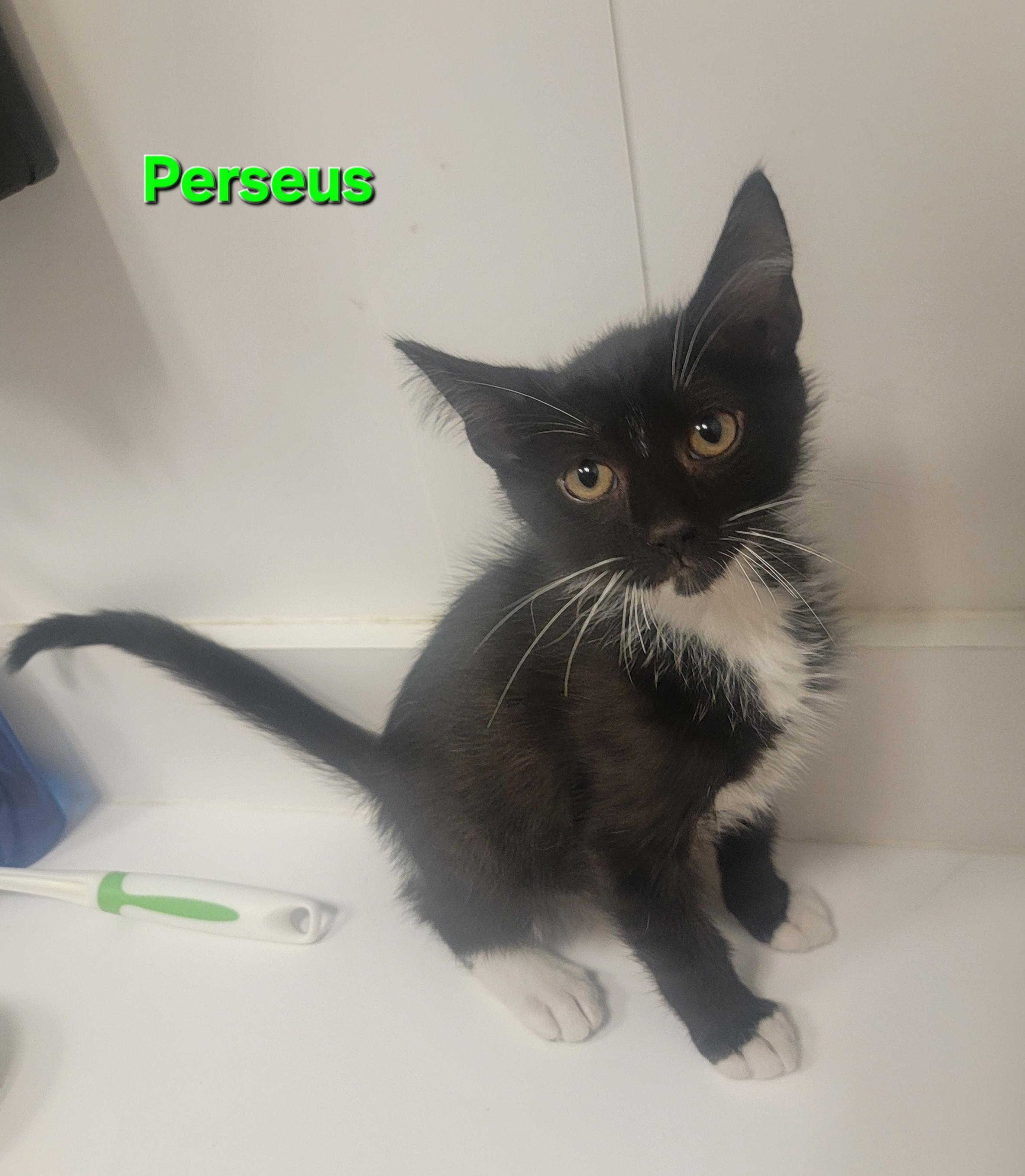 Perseus