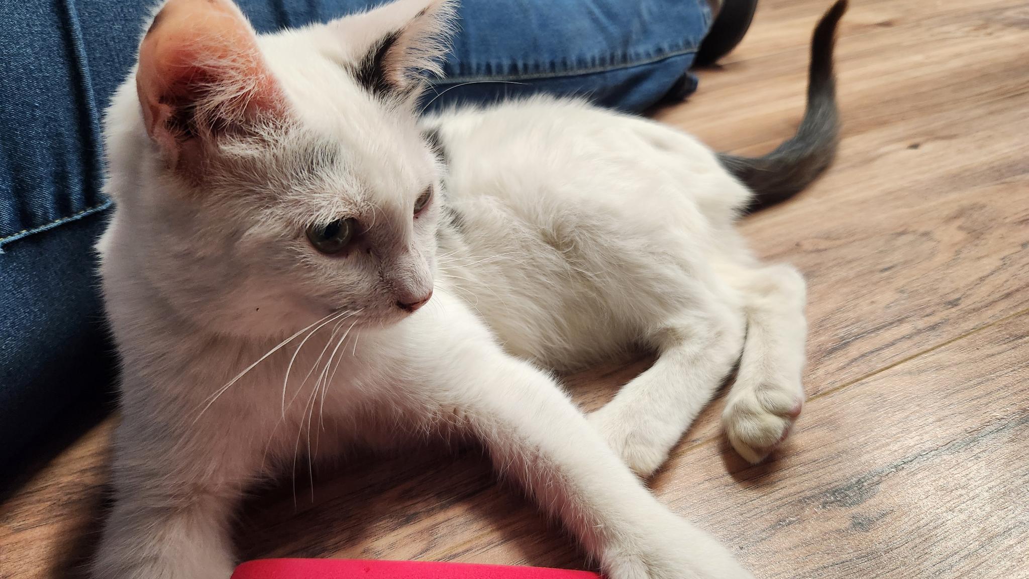 Enlarge Bruno, an adopted Domestic Short Hair in Stow, MA image 3/4