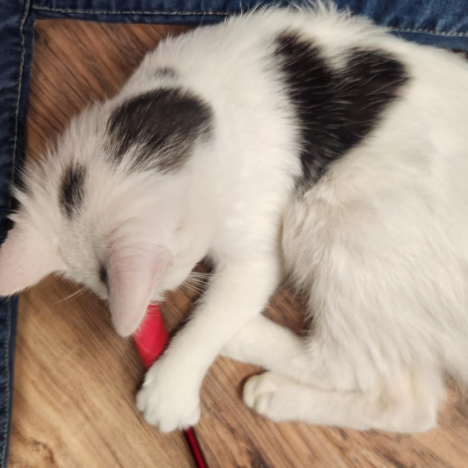 Enlarge Bruno, an adopted Domestic Short Hair in Stow, MA image 2/4