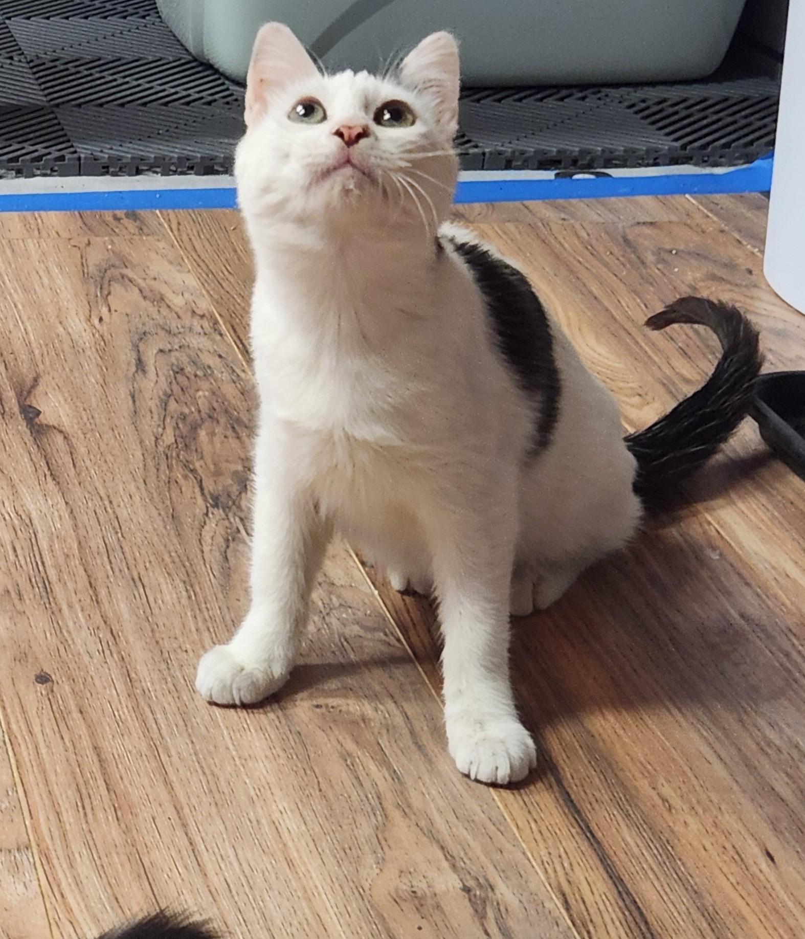 Enlarge Bruno, an adopted Domestic Short Hair in Stow, MA image 1/4