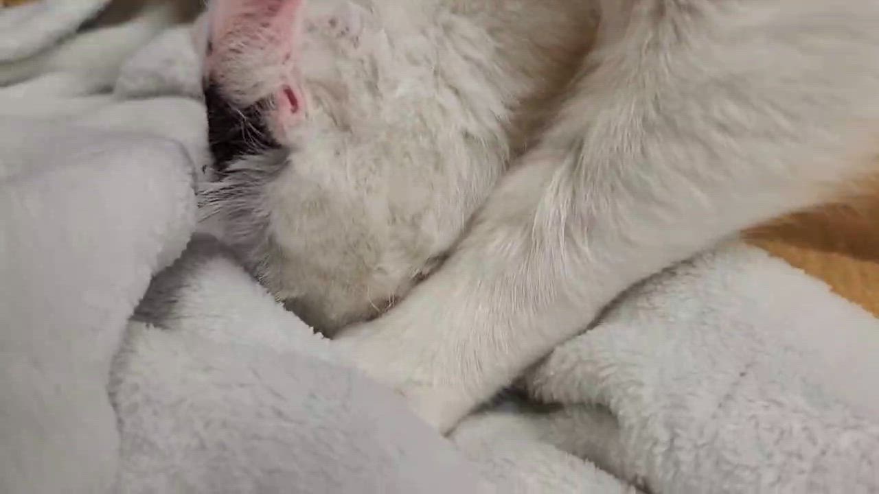 Enlarge Bruno, an adopted Domestic Short Hair in Stow, MA video 4/4