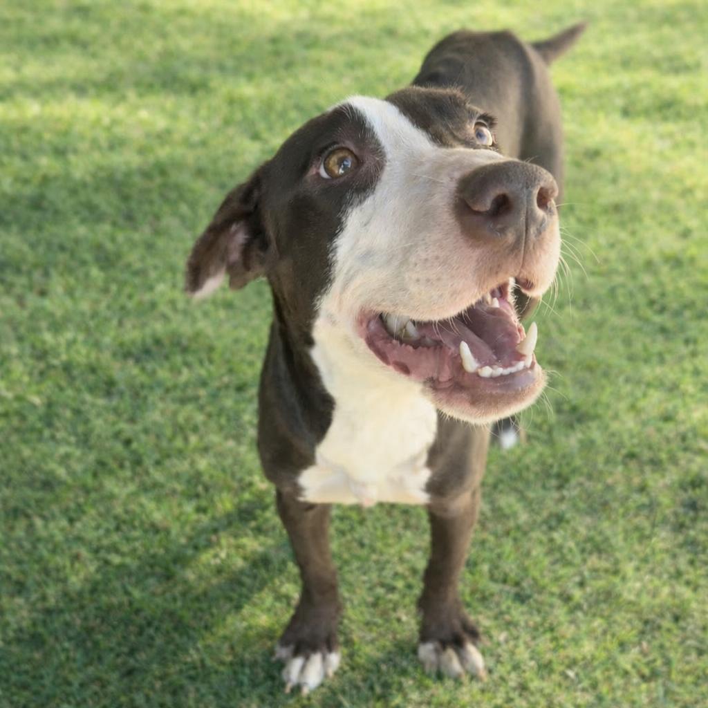 Ralphie, Adoptable, Young Male Pit Bull Terrier.