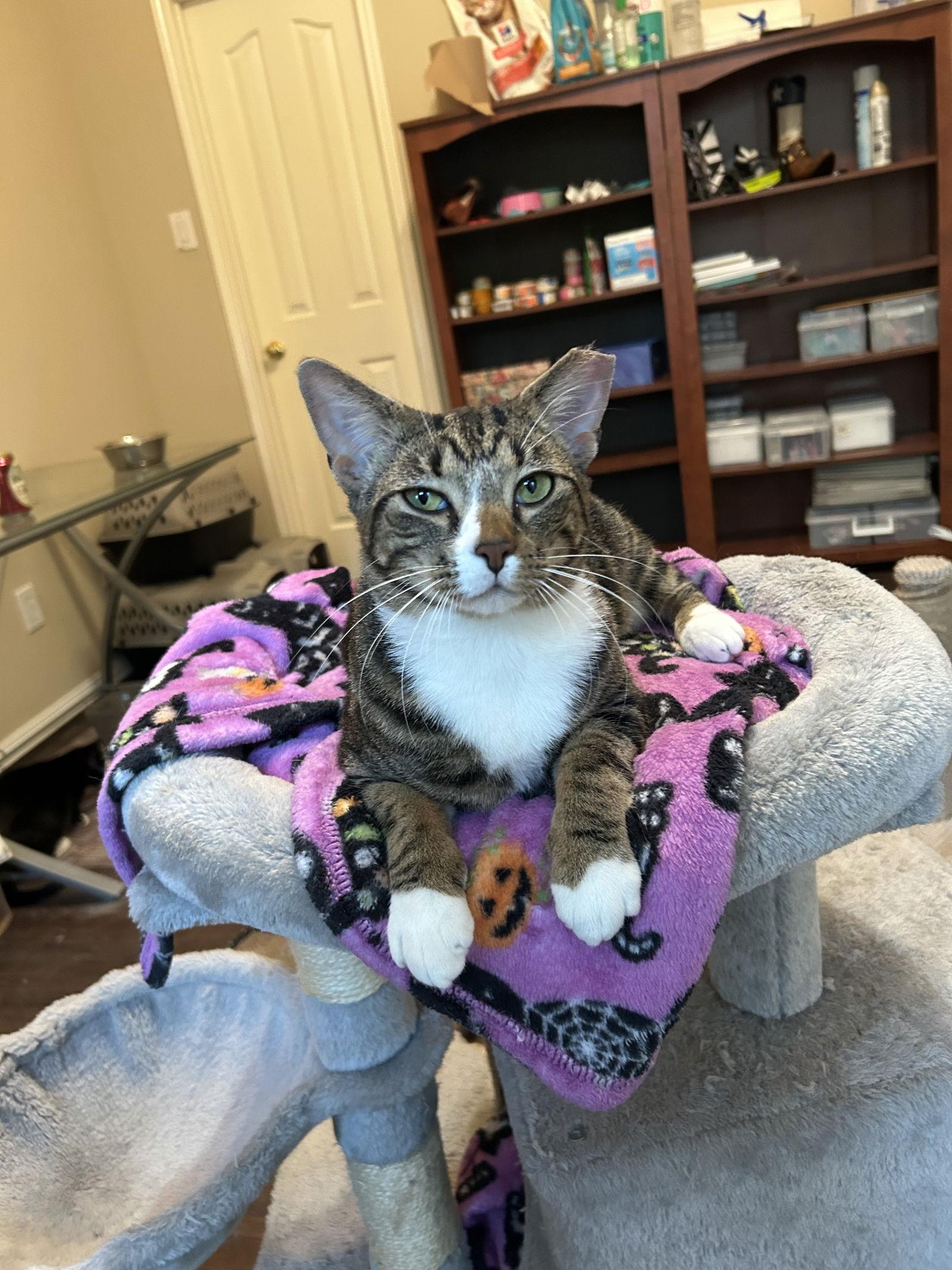 Joey Chloe, a Adoptable Domestic Short Hair in The Woodlands, TX image 3/3