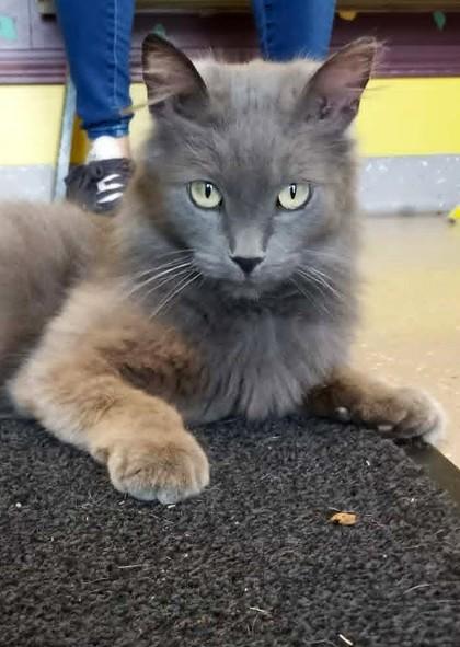 Enlarge Fruit Loops, a Adoptable mixed breed in Waupaca, WI image 1/1