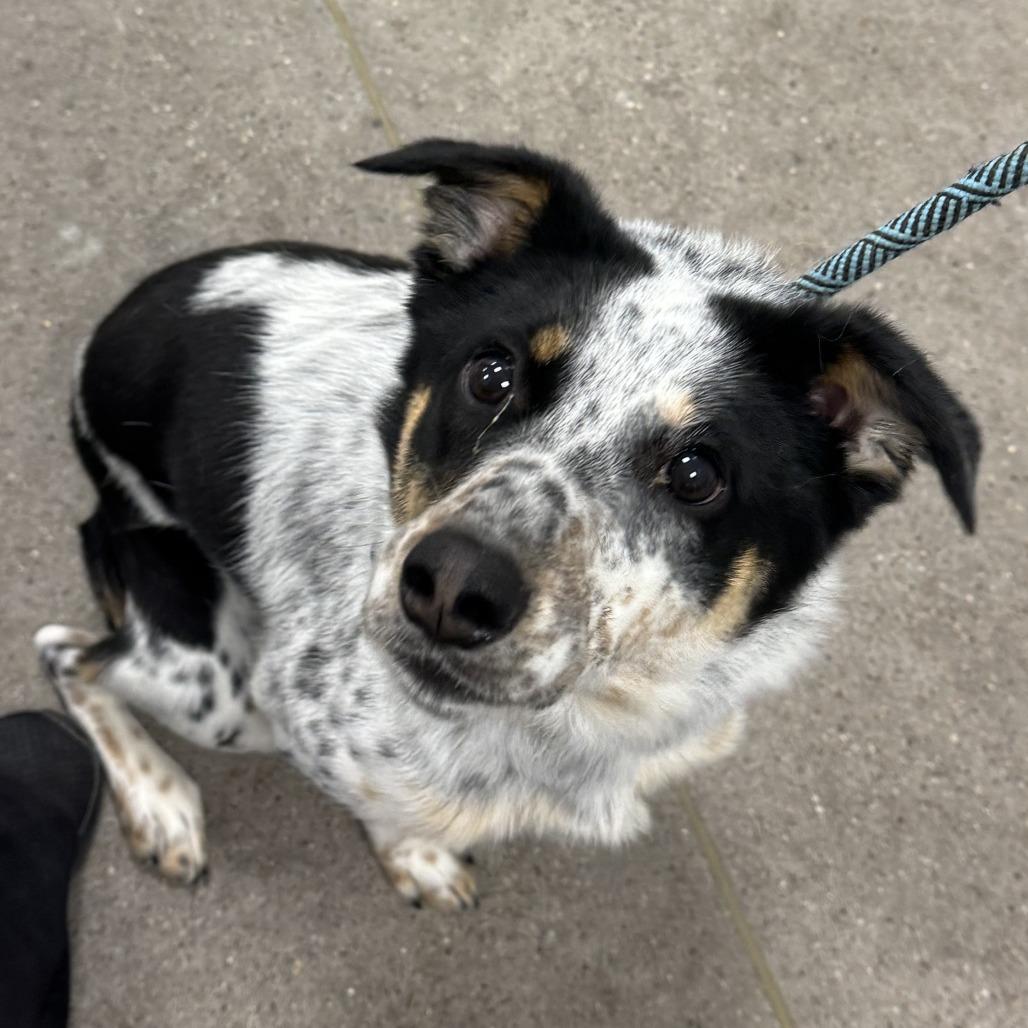 Enlarge Sassy, a Adoptable Mixed Breed in Las Cruces, NM image 1/2