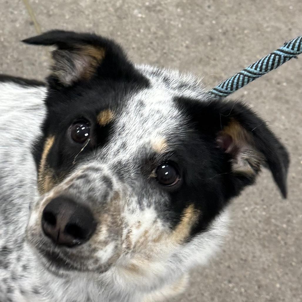Enlarge Sassy, a Adoptable Mixed Breed in Las Cruces, NM image 2/2