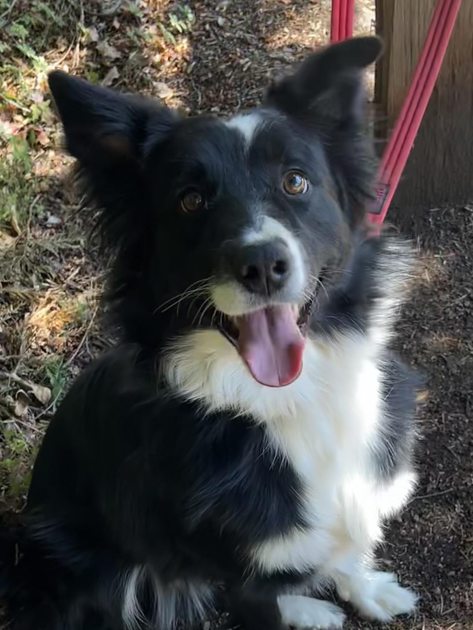 Willow, a Adopted Border Collie in Tigard, OR image 2/6