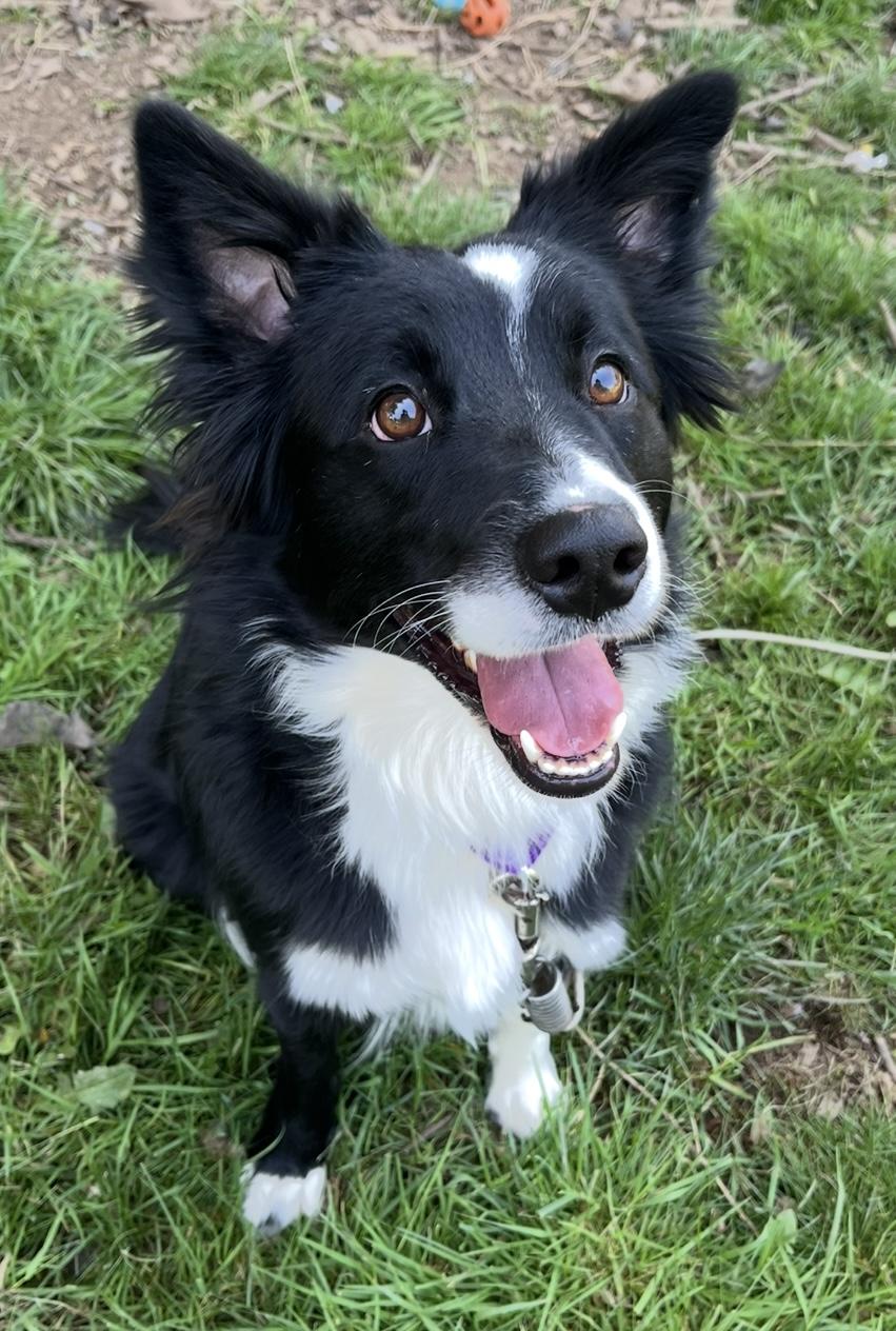 Willow, Adopted, Adult Female Border Collie.