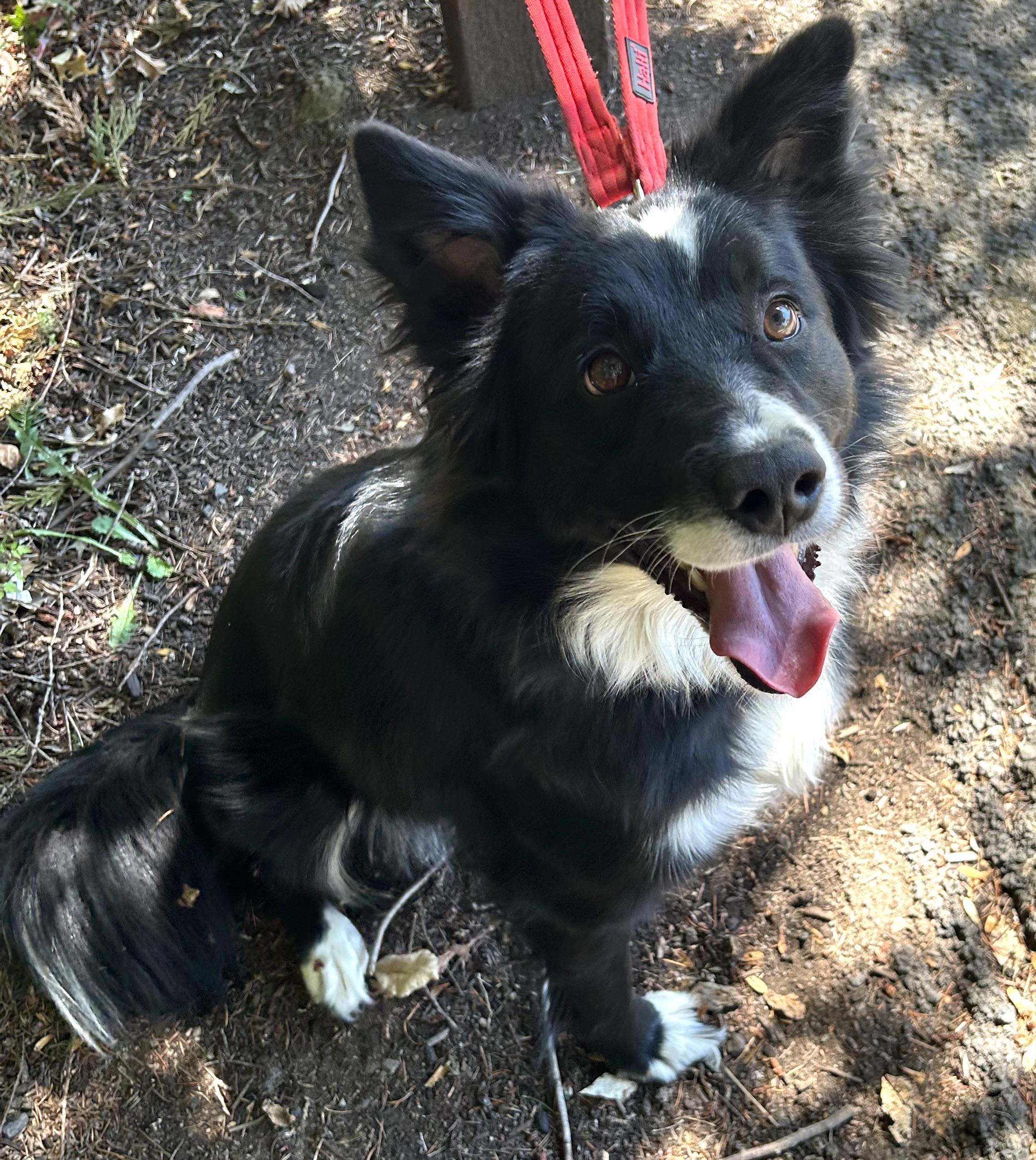 Willow, a Adopted Border Collie in Tigard, OR image 4/6