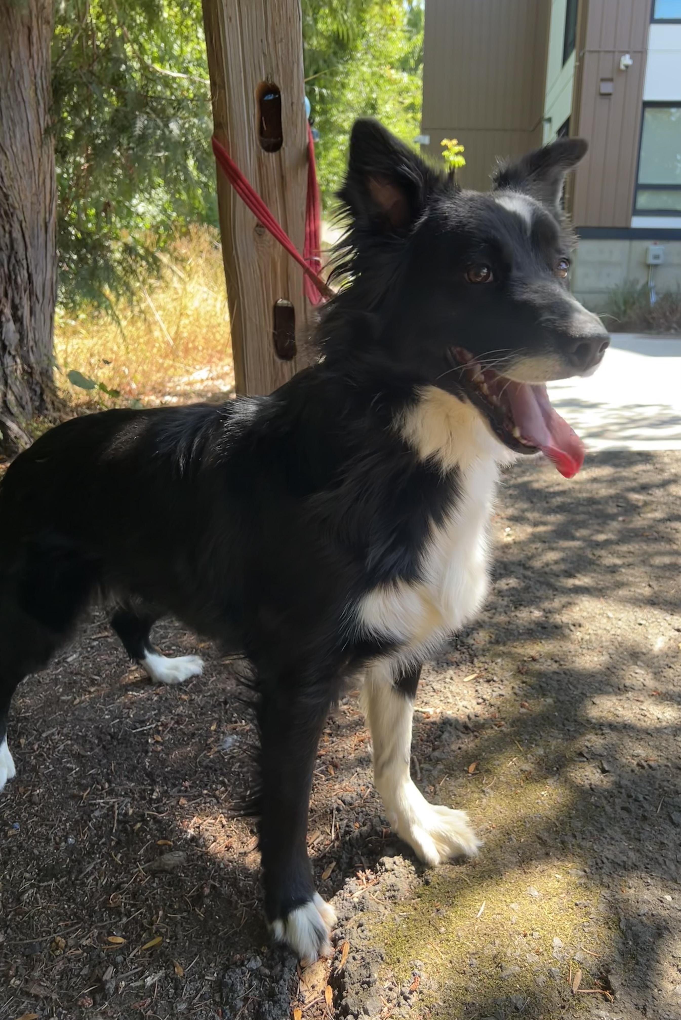 Willow, a Adopted Border Collie in Tigard, OR image 5/6