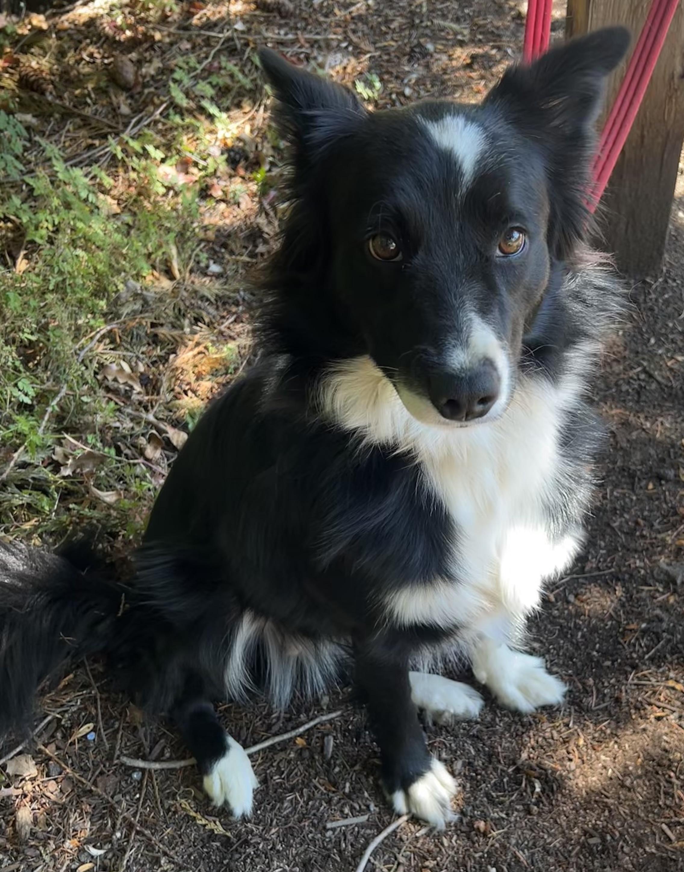 Willow, a Adopted Border Collie in Tigard, OR image 6/6