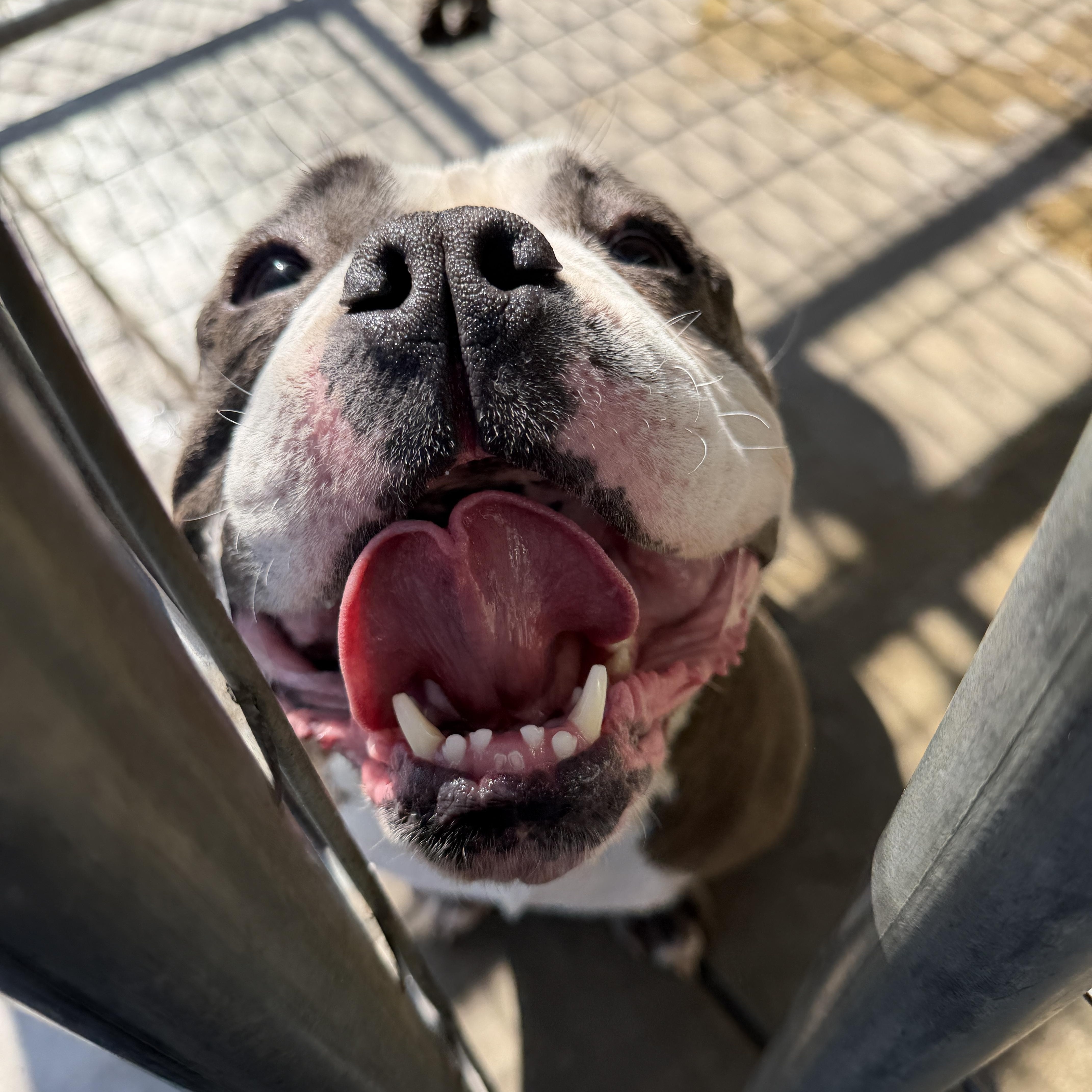 Enlarge Bunty , a ADOPTABLE mixed breed in Oakdale, CA image 1/1