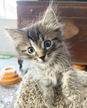 Enlarge Mbappe, an adopted Domestic Medium Hair in Fair Oaks, CA image 2/2