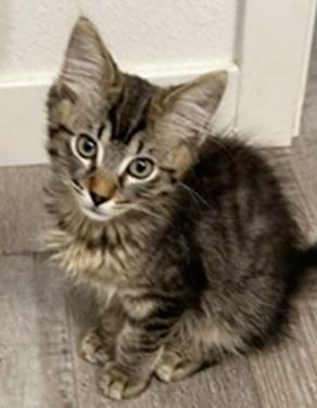 Enlarge Mbappe, an adopted Domestic Medium Hair in Fair Oaks, CA image 1/2
