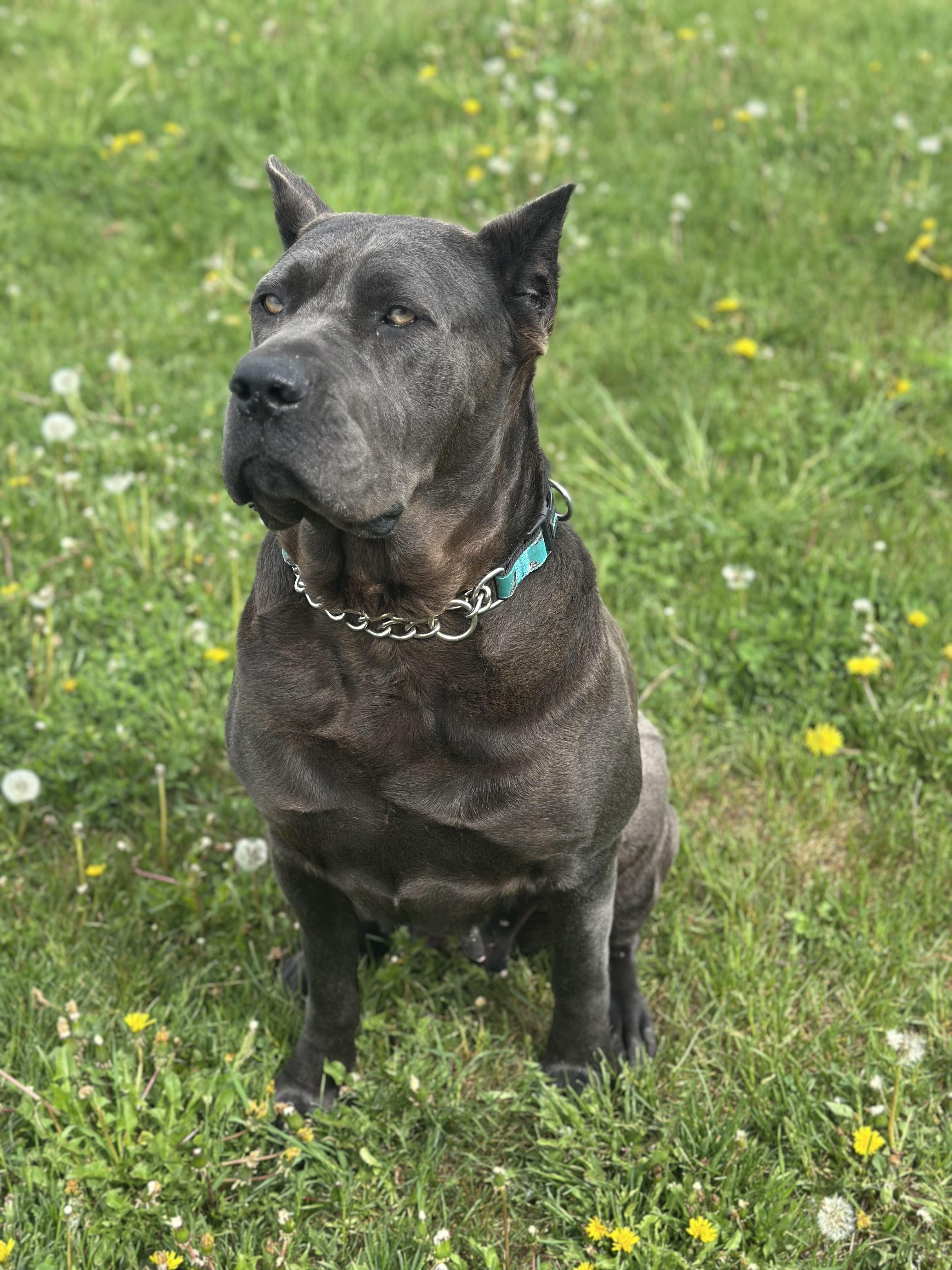 Cupcake, an adoptable Cane Corso in Alliston, ON, L0G 1A0 | Photo Image 4