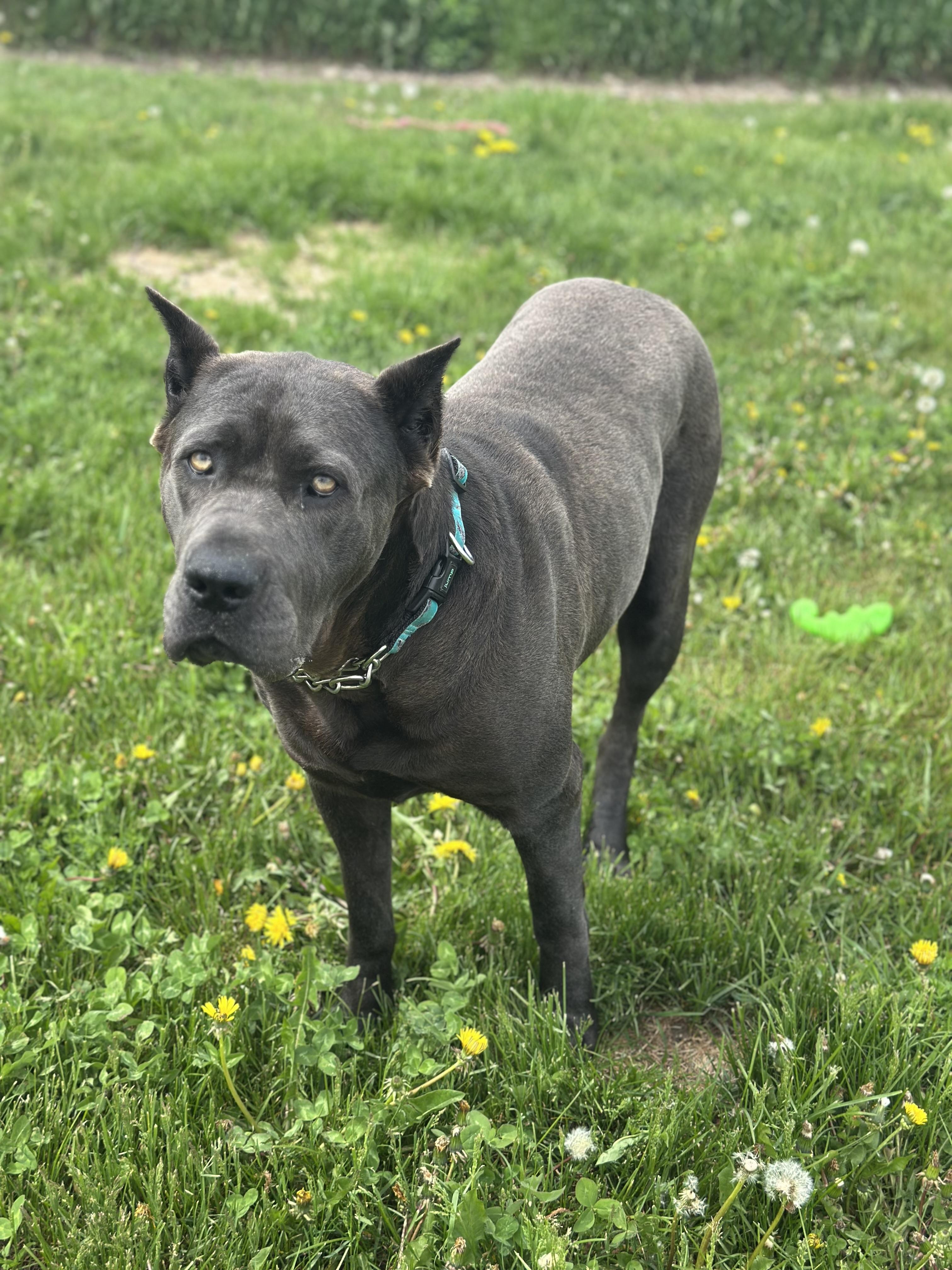 Cupcake, an adoptable Cane Corso in Alliston, ON, L0G 1A0 | Photo Image 5