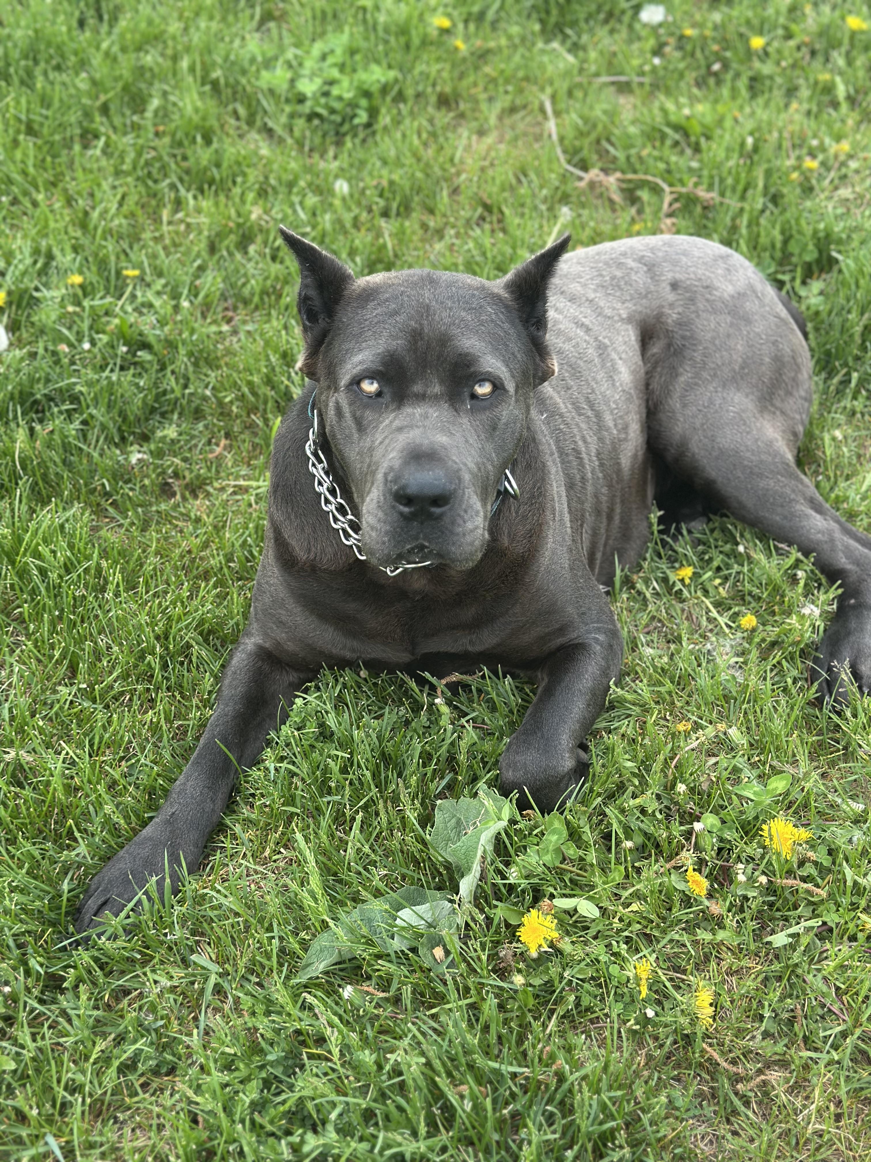 Cupcake, an adoptable Cane Corso in Alliston, ON, L0G 1A0 | Photo Image 3