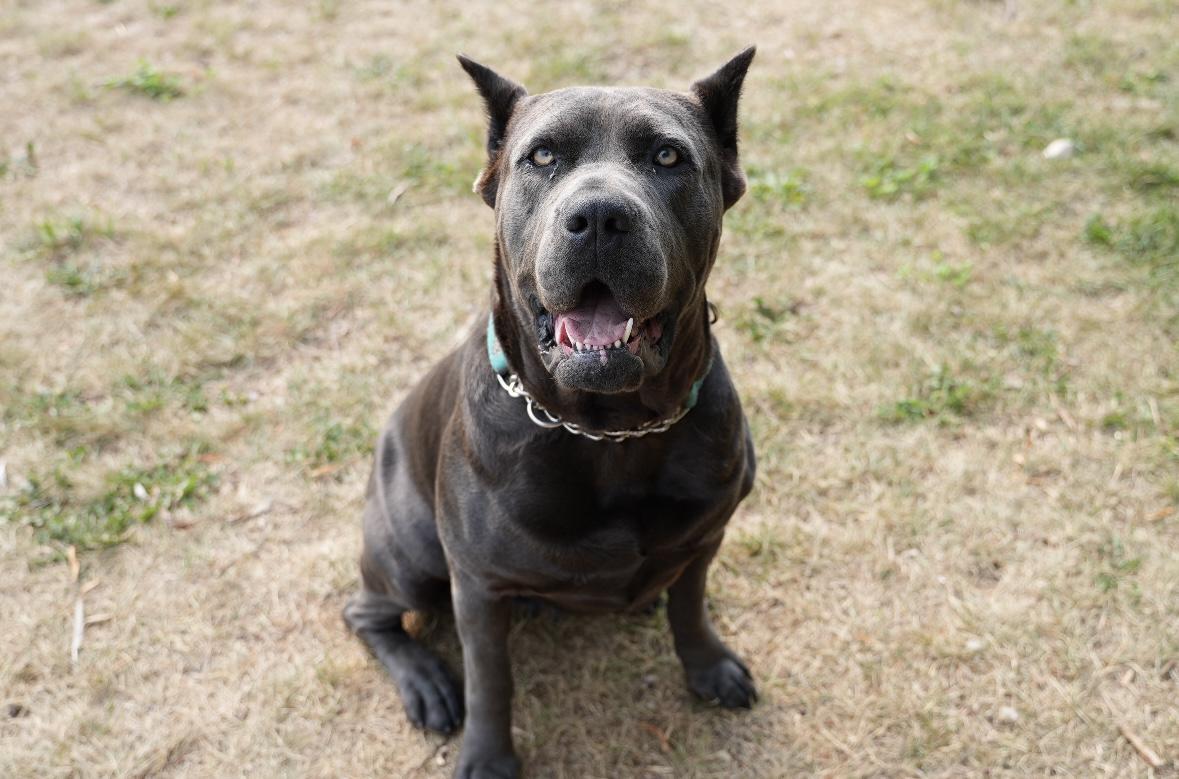 Cupcake, Adult Female unknown
