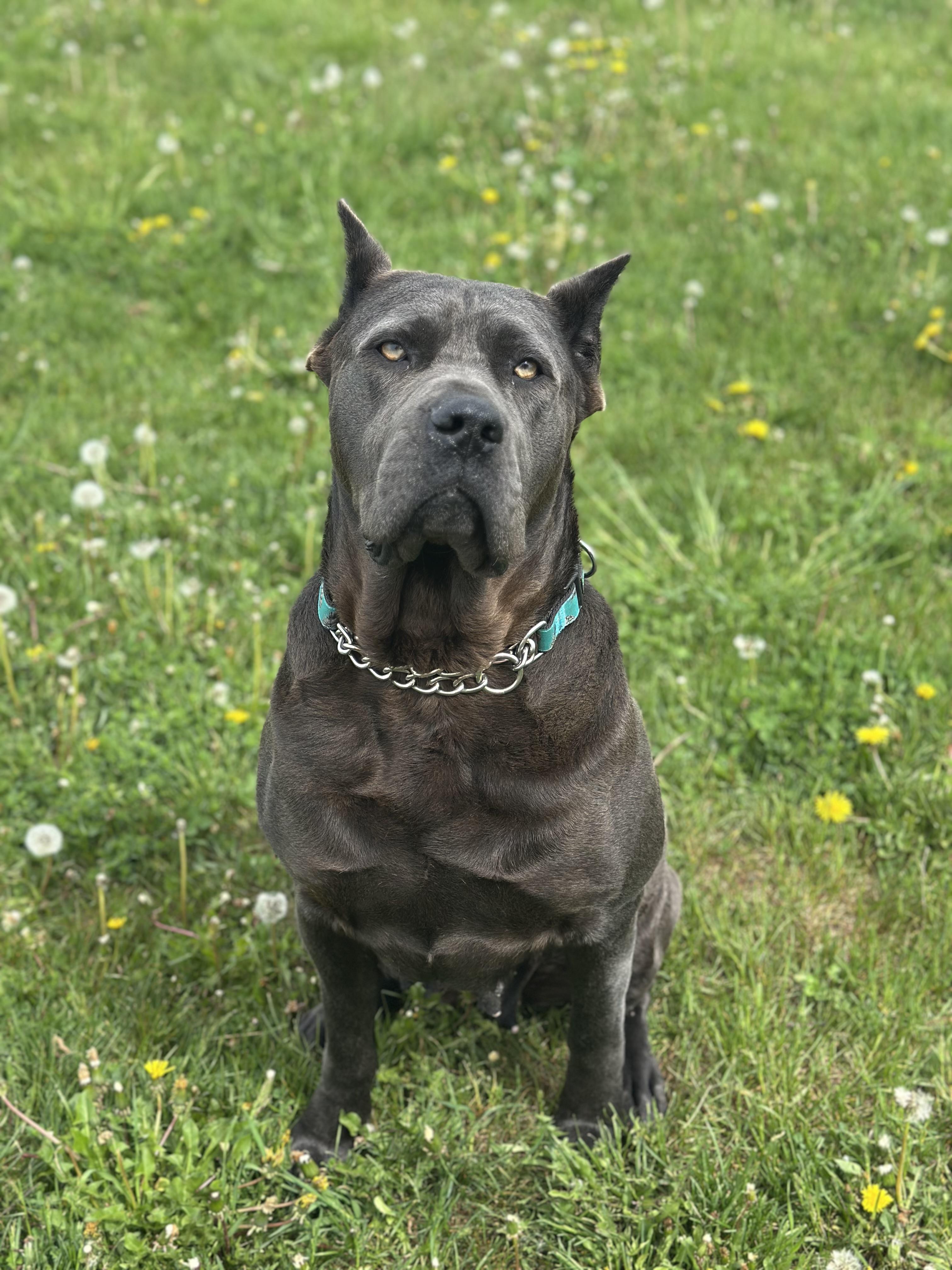 Cupcake, an adoptable Cane Corso in Alliston, ON, L0G 1A0 | Photo Image 2
