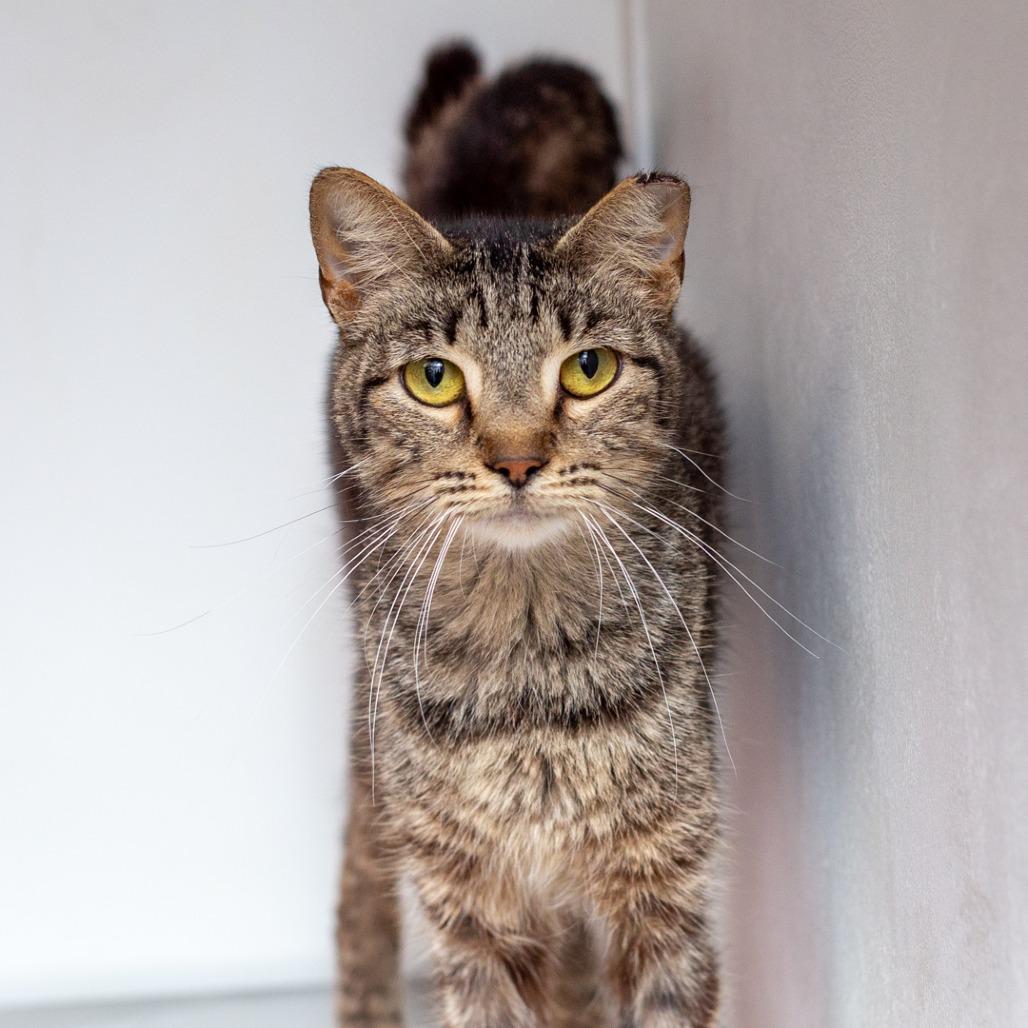 Enlarge Harpeth, a Adoptable mixed breed in Hattiesburg, MS image 1/1