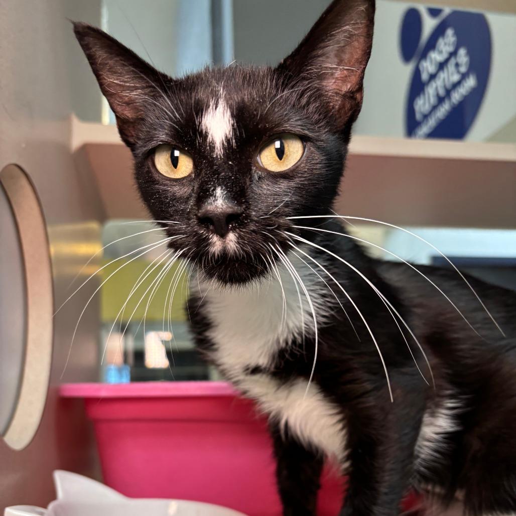 Diamond, Adoptable, Young Female Domestic Short Hair.