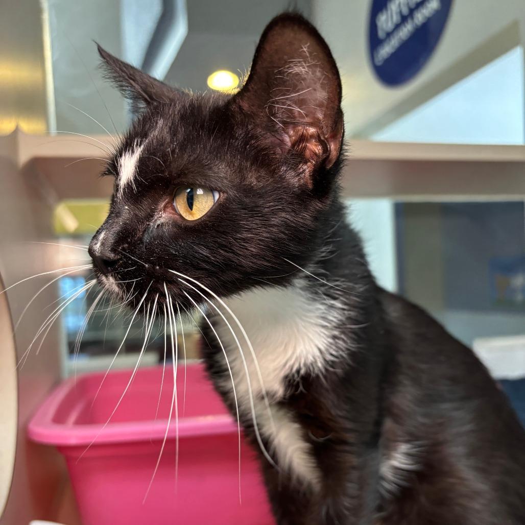 Enlarge Diamond, a Adoptable Domestic Short Hair in Galveston, TX image 2/4