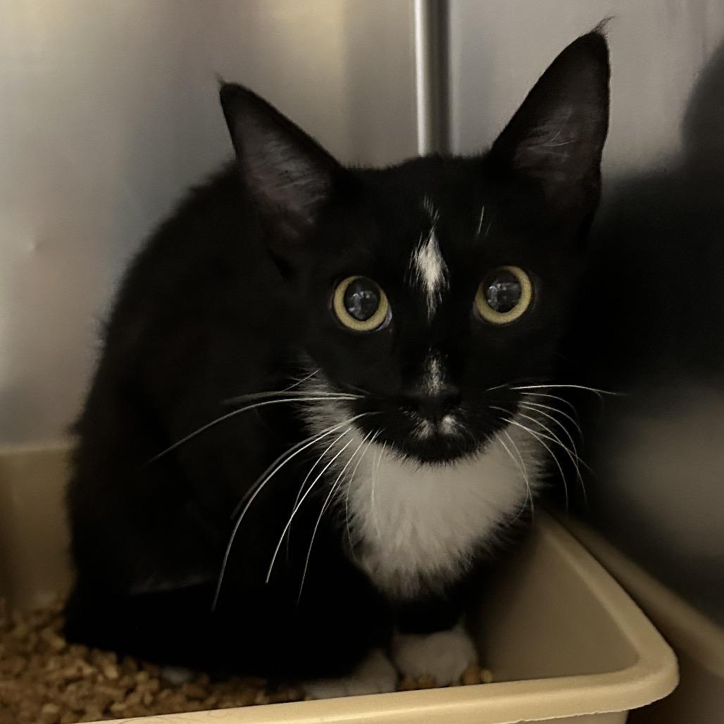 Enlarge Diamond, a Adoptable Domestic Short Hair in Galveston, TX image 3/4