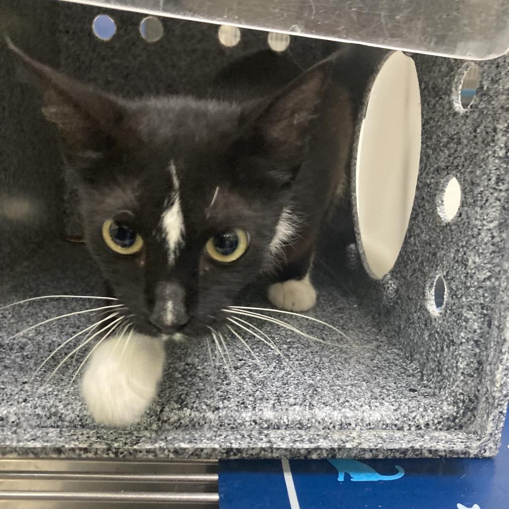 Enlarge Diamond, a Adoptable Domestic Short Hair in Galveston, TX image 4/4