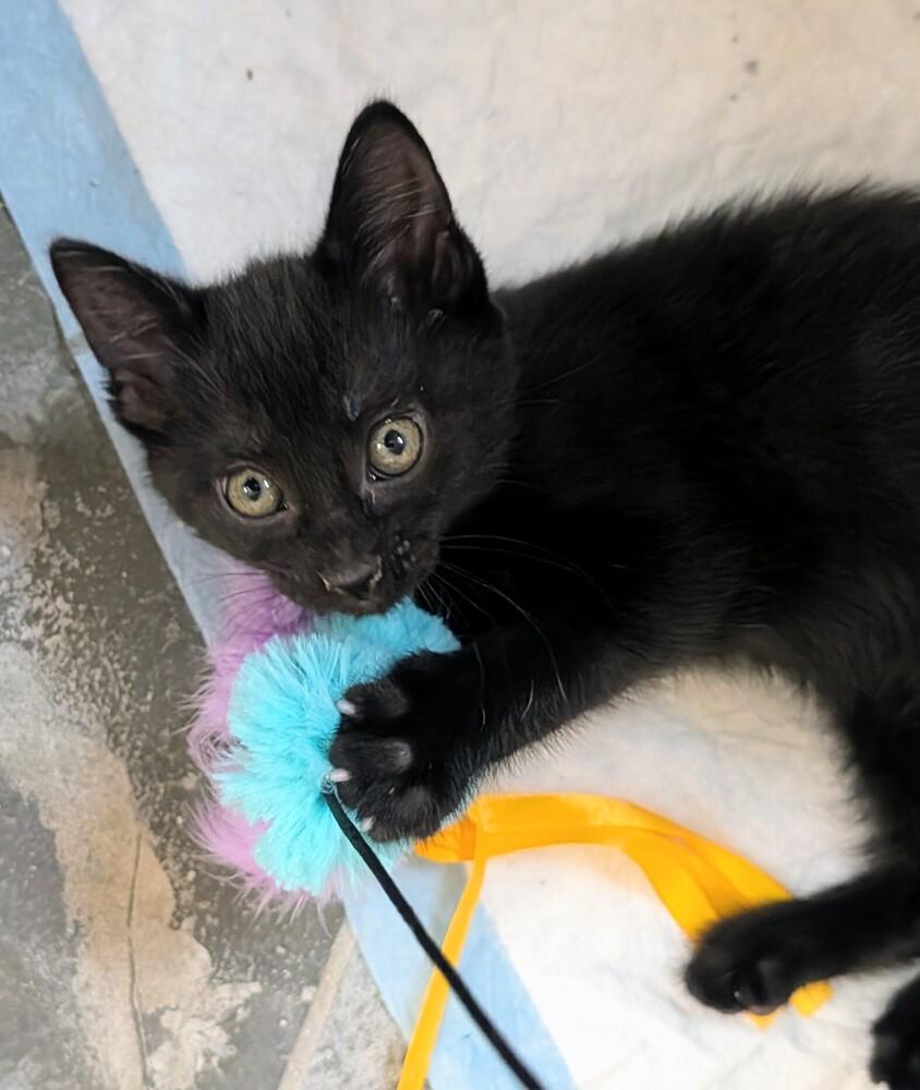 Toni, Adoptable, Kitten Female Domestic Short Hair.